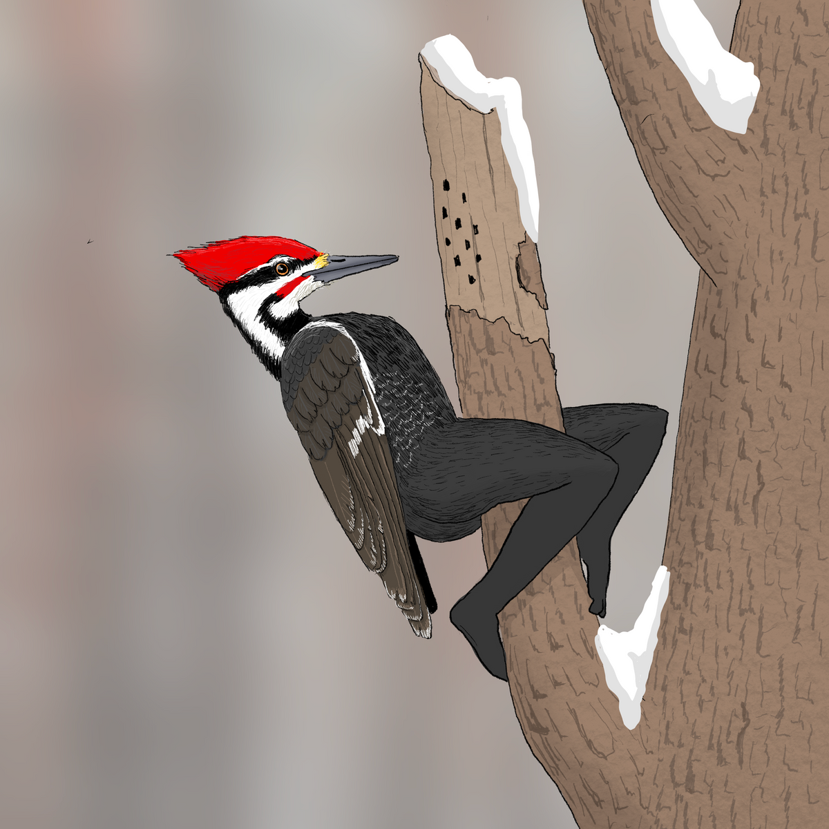 Extremely Accurate Bird Prints (8" or 12")