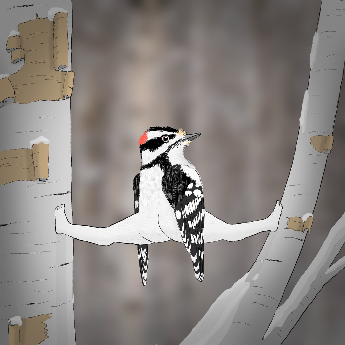 Extremely Accurate Bird Prints (8" or 12")