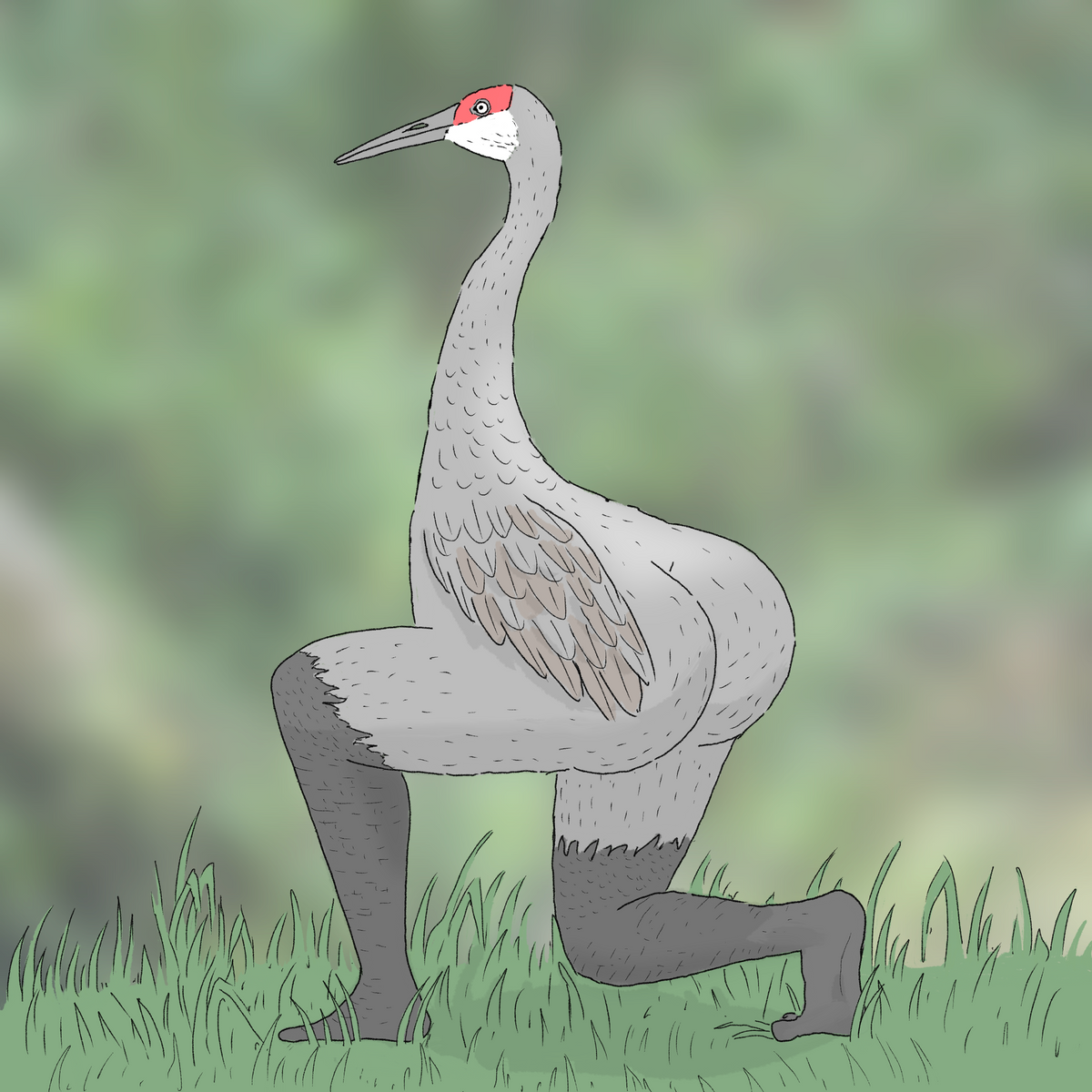 Extremely Accurate Bird Prints (8" or 12")