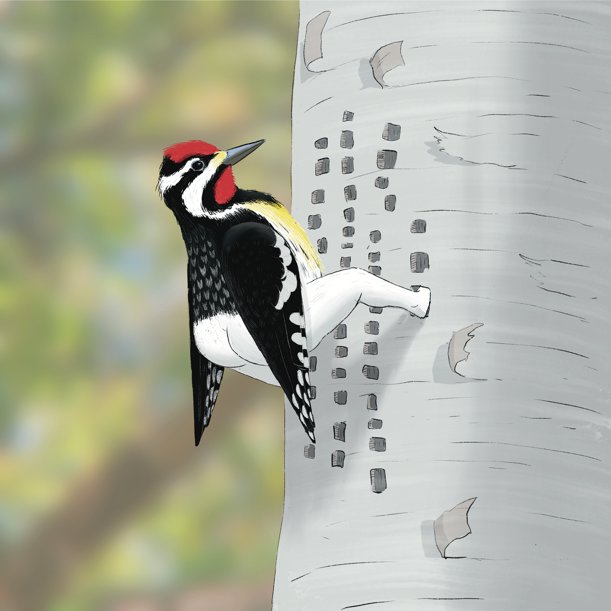 Extremely Accurate Bird Prints (8" or 12")