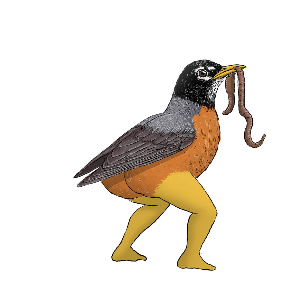 Precise Bird Stickers for Expert Birders (4-Pack) - 2027 Edition