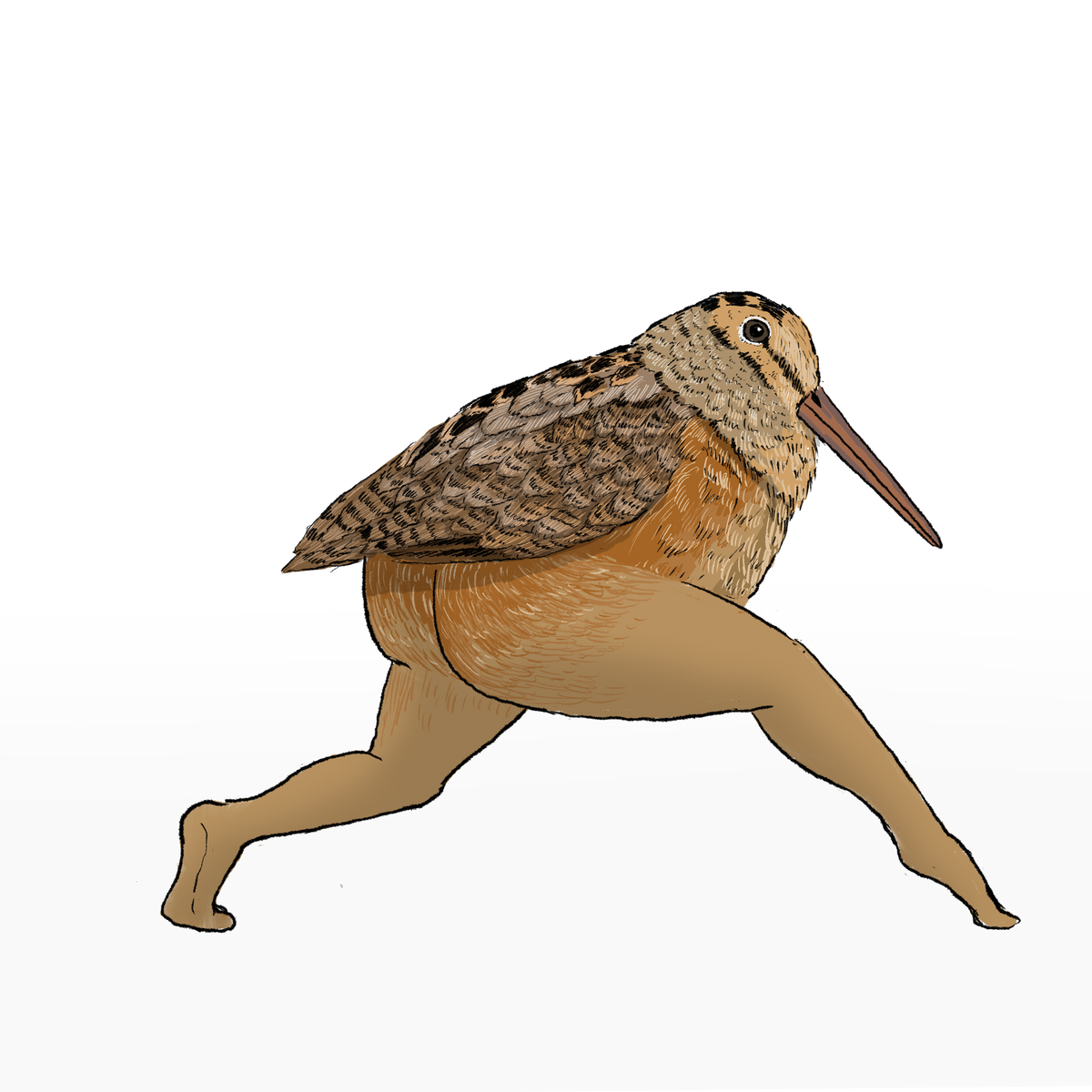 Precise Bird Stickers for Expert Birders (4-Pack) - 2027 Edition